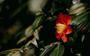 Preview wallpaper camellia, flower, branches, leaves, plant, macro