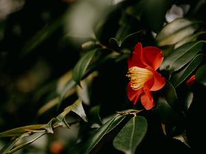 Preview wallpaper camellia, flower, branches, leaves, plant, macro