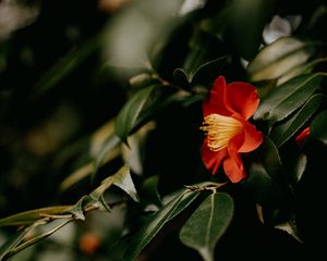 Preview wallpaper camellia, flower, branches, leaves, plant, macro