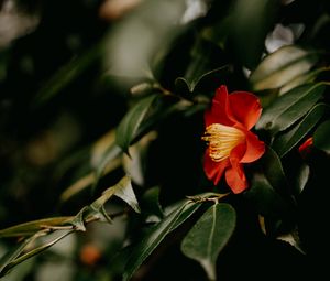 Preview wallpaper camellia, flower, branches, leaves, plant, macro