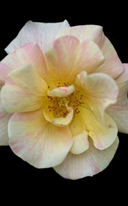 Preview wallpaper camellia, flower, petals, macro, white, black background