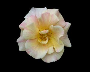 Preview wallpaper camellia, flower, petals, macro, white, black background