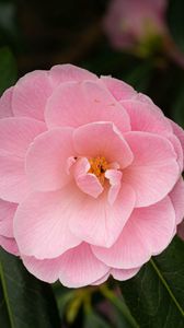 Preview wallpaper camellia, flower, petals, pink, macro