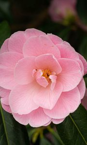 Preview wallpaper camellia, flower, petals, pink, macro