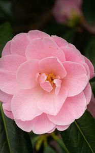 Preview wallpaper camellia, flower, petals, pink, macro