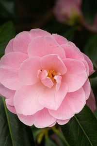 Preview wallpaper camellia, flower, petals, pink, macro