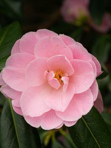 Preview wallpaper camellia, flower, petals, pink, macro
