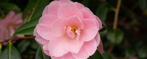 Preview wallpaper camellia, flower, petals, pink, macro
