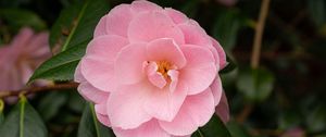 Preview wallpaper camellia, flower, petals, pink, macro