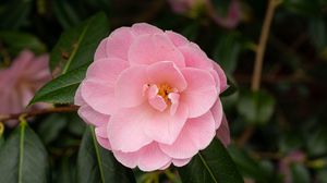 Preview wallpaper camellia, flower, petals, pink, macro