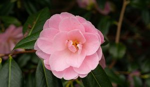 Preview wallpaper camellia, flower, petals, pink, macro