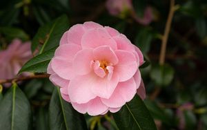 Preview wallpaper camellia, flower, petals, pink, macro