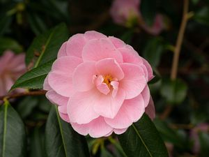 Preview wallpaper camellia, flower, petals, pink, macro