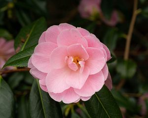 Preview wallpaper camellia, flower, petals, pink, macro