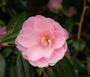 Preview wallpaper camellia, flower, petals, pink, macro