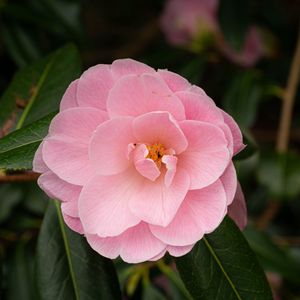 Preview wallpaper camellia, flower, petals, pink, macro