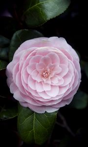 Preview wallpaper camellia, flower, petals, macro, pink