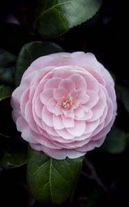 Preview wallpaper camellia, flower, petals, macro, pink