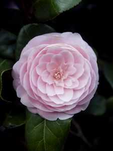 Preview wallpaper camellia, flower, petals, macro, pink