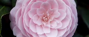 Preview wallpaper camellia, flower, petals, macro, pink