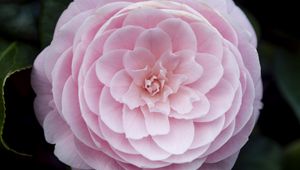 Preview wallpaper camellia, flower, petals, macro, pink