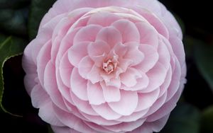 Preview wallpaper camellia, flower, petals, macro, pink