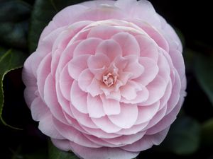 Preview wallpaper camellia, flower, petals, macro, pink