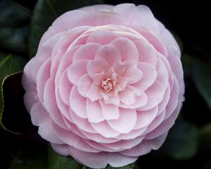 Preview wallpaper camellia, flower, petals, macro, pink