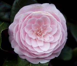 Preview wallpaper camellia, flower, petals, macro, pink