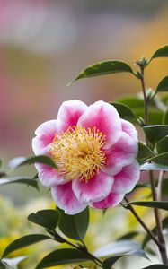 Preview wallpaper camellia, flower, petals, macro, pink, leaves