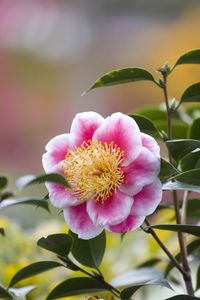 Preview wallpaper camellia, flower, petals, macro, pink, leaves