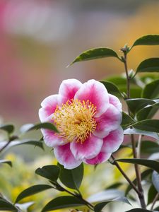 Preview wallpaper camellia, flower, petals, macro, pink, leaves