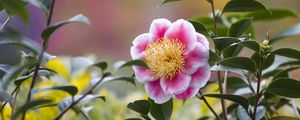 Preview wallpaper camellia, flower, petals, macro, pink, leaves