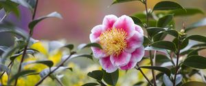 Preview wallpaper camellia, flower, petals, macro, pink, leaves