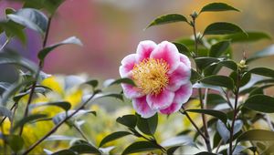 Preview wallpaper camellia, flower, petals, macro, pink, leaves