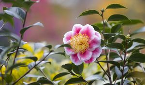 Preview wallpaper camellia, flower, petals, macro, pink, leaves