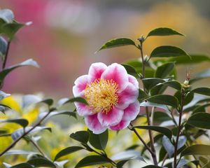 Preview wallpaper camellia, flower, petals, macro, pink, leaves