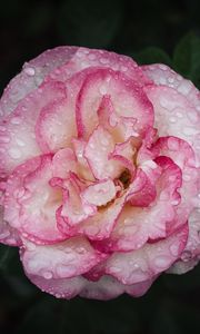 Preview wallpaper camellia, flower, petals, macro, pink, drops