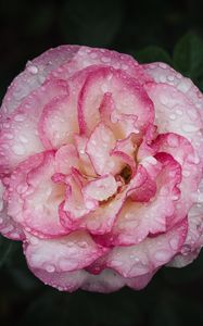 Preview wallpaper camellia, flower, petals, macro, pink, drops