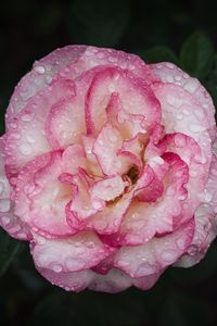 Preview wallpaper camellia, flower, petals, macro, pink, drops