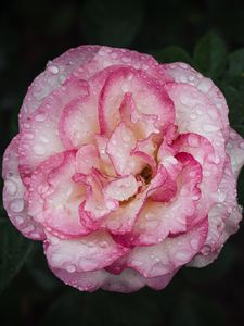 Preview wallpaper camellia, flower, petals, macro, pink, drops