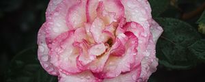 Preview wallpaper camellia, flower, petals, macro, pink, drops