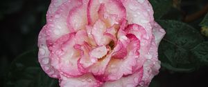 Preview wallpaper camellia, flower, petals, macro, pink, drops