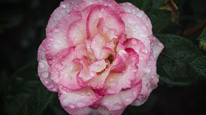 Preview wallpaper camellia, flower, petals, macro, pink, drops