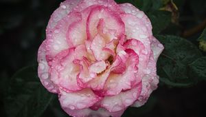 Preview wallpaper camellia, flower, petals, macro, pink, drops