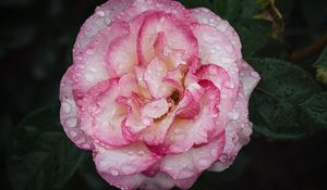 Preview wallpaper camellia, flower, petals, macro, pink, drops