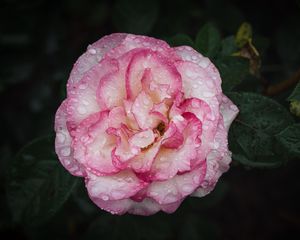 Preview wallpaper camellia, flower, petals, macro, pink, drops