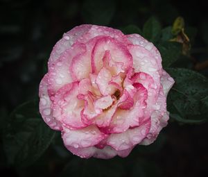 Preview wallpaper camellia, flower, petals, macro, pink, drops