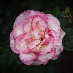 Preview wallpaper camellia, flower, petals, macro, pink, drops