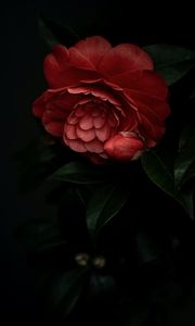 Preview wallpaper camellia, flower, pink, plant, bloom